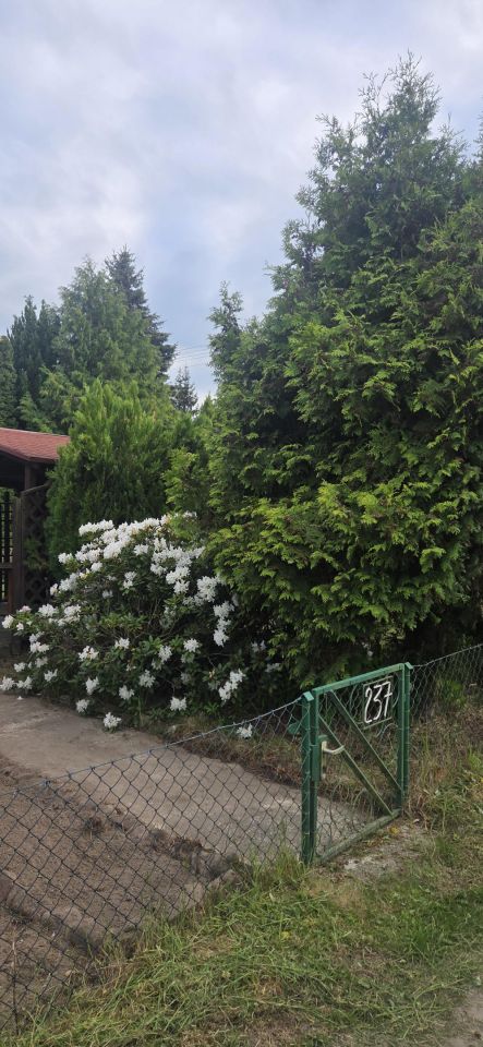 Działka rod Mościenica, os. Świerkowe. Zdjęcie 7