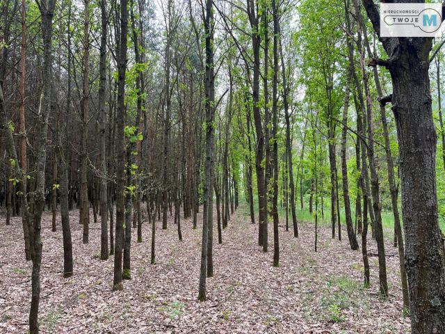 Działka leśna Nagłowice. Zdjęcie 1