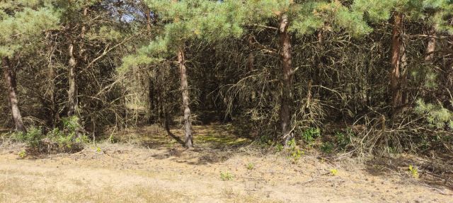 Działka rolna Ludwinowo. Zdjęcie 2