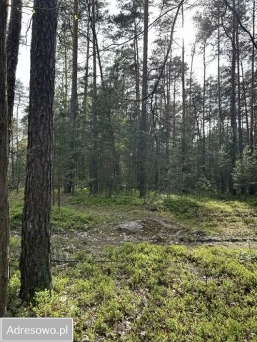 Działka leśna Biłgoraj. Zdjęcie 1