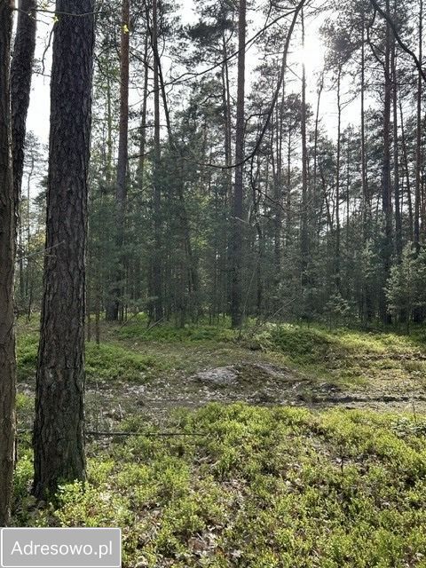 Działka leśna Biłgoraj