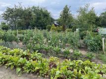 Działka rod Świdnica, ul. Esperantystów. Zdjęcie 1