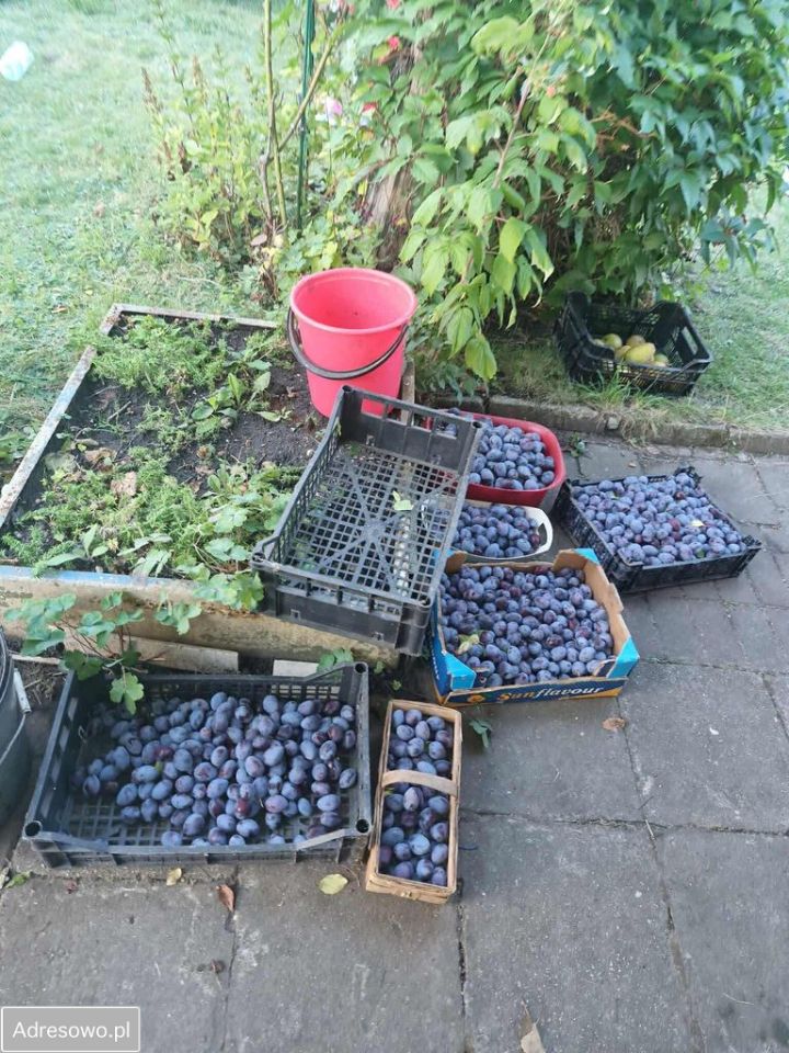 Działka rod Poznań Nowe Miasto, ul. Krańcowa. Zdjęcie 5