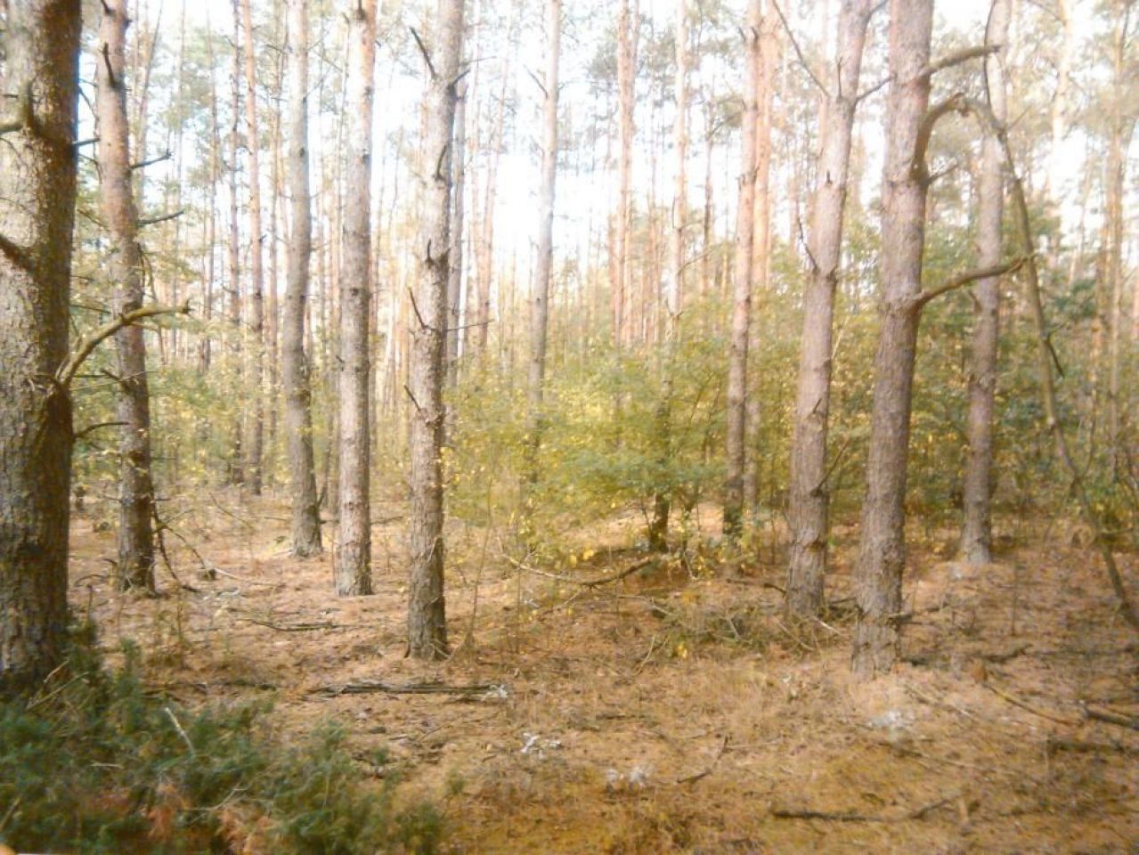 Działka leśna Gostynin. Zdjęcie 4