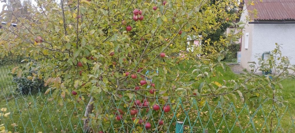 Działka rod Lubin. Zdjęcie 2