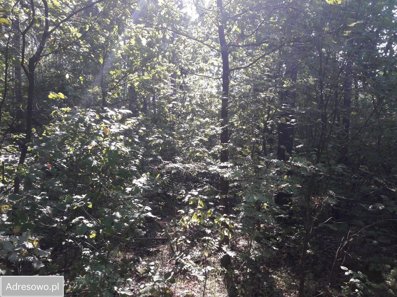 Działka rolno-budowlana Zabłudów. Zdjęcie 3