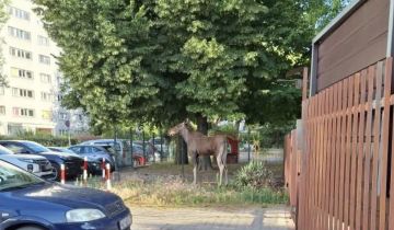 siedlisko, 2 pokoje Skoki
