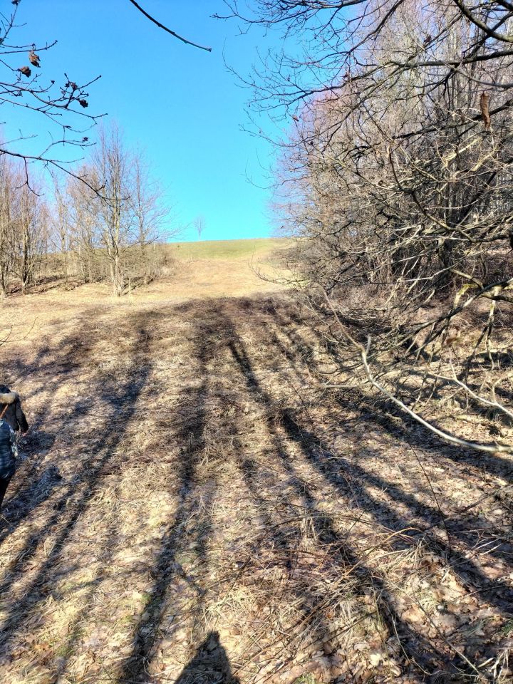 Działka leśna Brzezowa. Zdjęcie 16