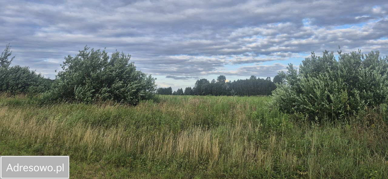 Działka rolna Golice-Kolonia. Zdjęcie 4