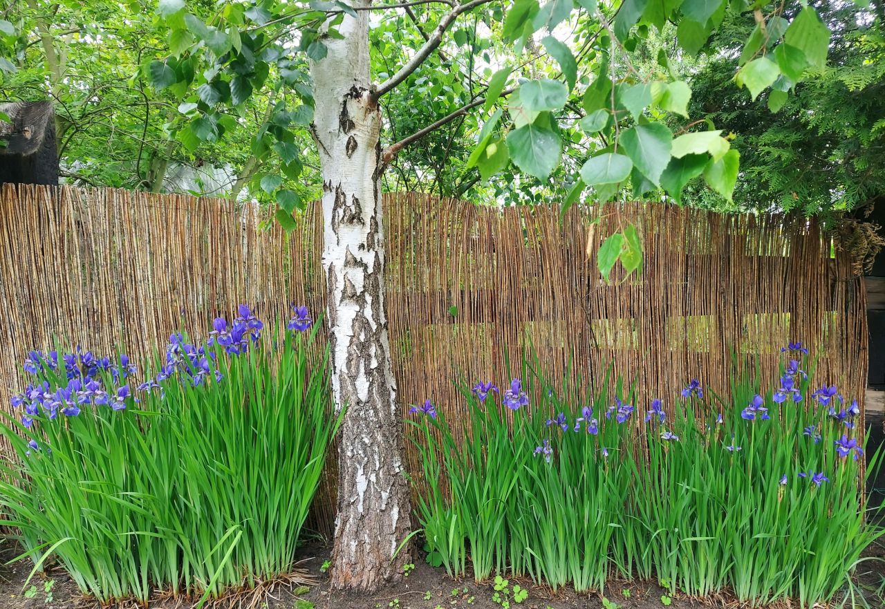 Działka rod Szczecin Gumieńce, ul. Ku Słońcu. Zdjęcie 11