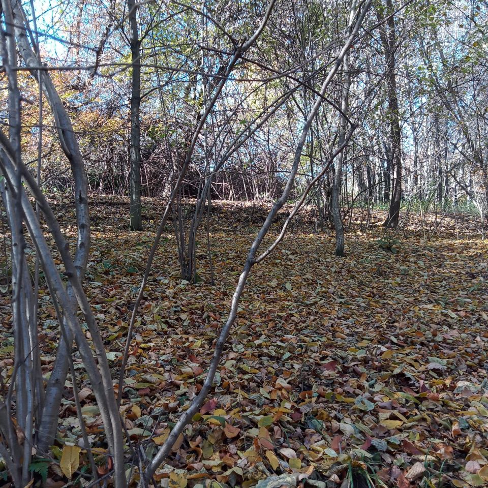 Działka leśna Żerosławice, działka nr 222. Zdjęcie 5