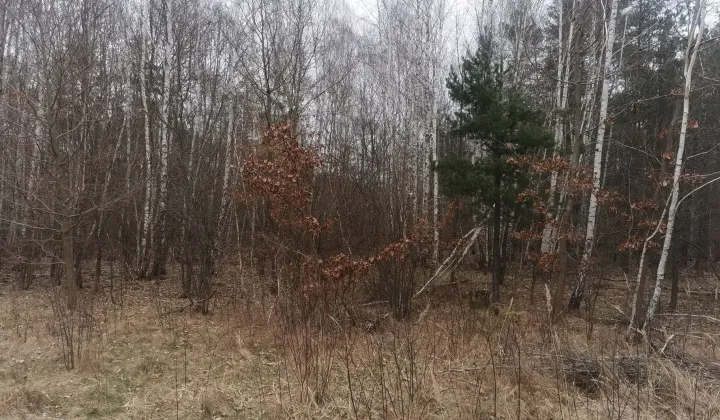 Działka budowlana Majków, ul. św. Anny