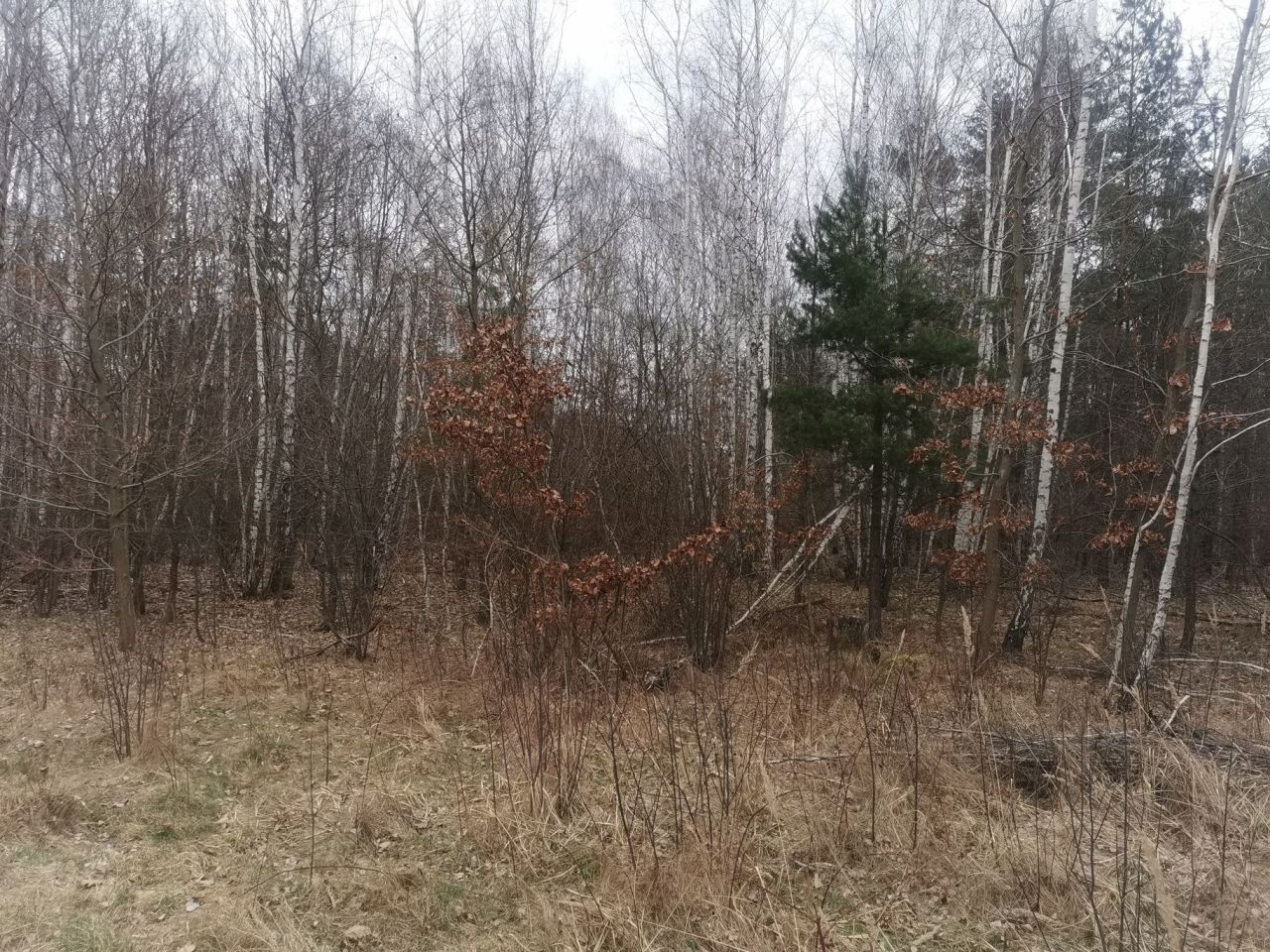 Działka budowlana Majków, ul. św. Anny. Zdjęcie 1