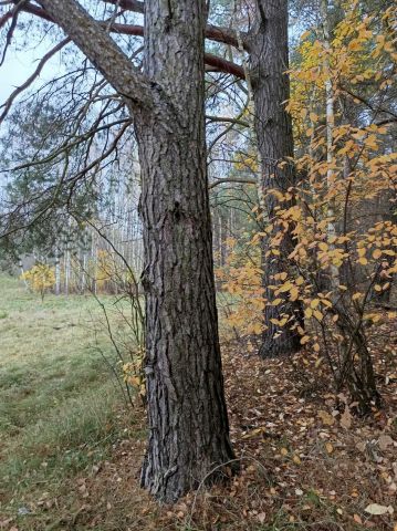 Działka Łapinóż. Zdjęcie 1