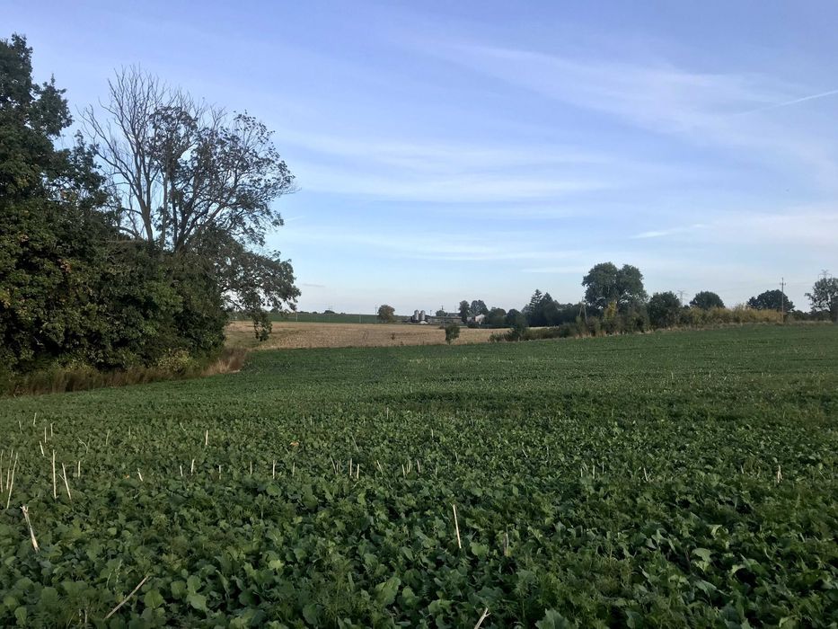 Działka rolno-budowlana Wałdowo Królewskie