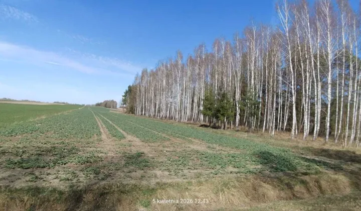 Działka rolna Leniewo