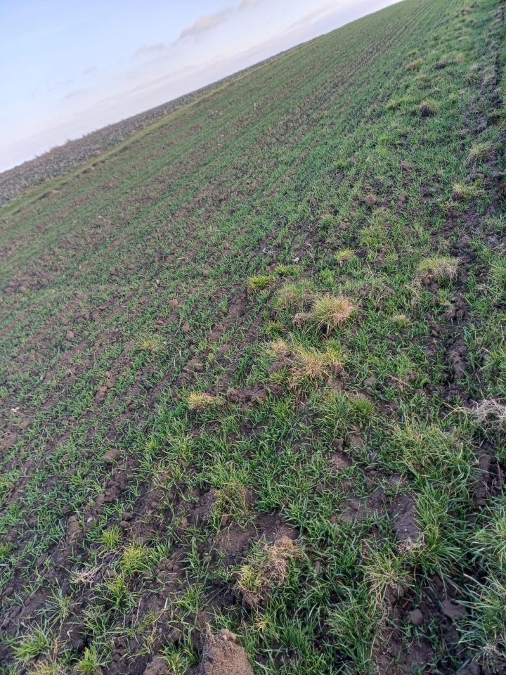 Działka rolna Niechobrz. Zdjęcie 3