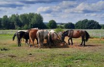 Działka budowlana Lisewiec, ul. Potokowa. Zdjęcie 4