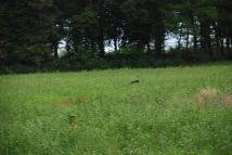 Działka budowlana Żeleźnica. Zdjęcie 4