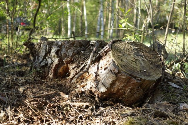 Działka budowlana Nekielka, ul. Kwiatowa. Zdjęcie 5