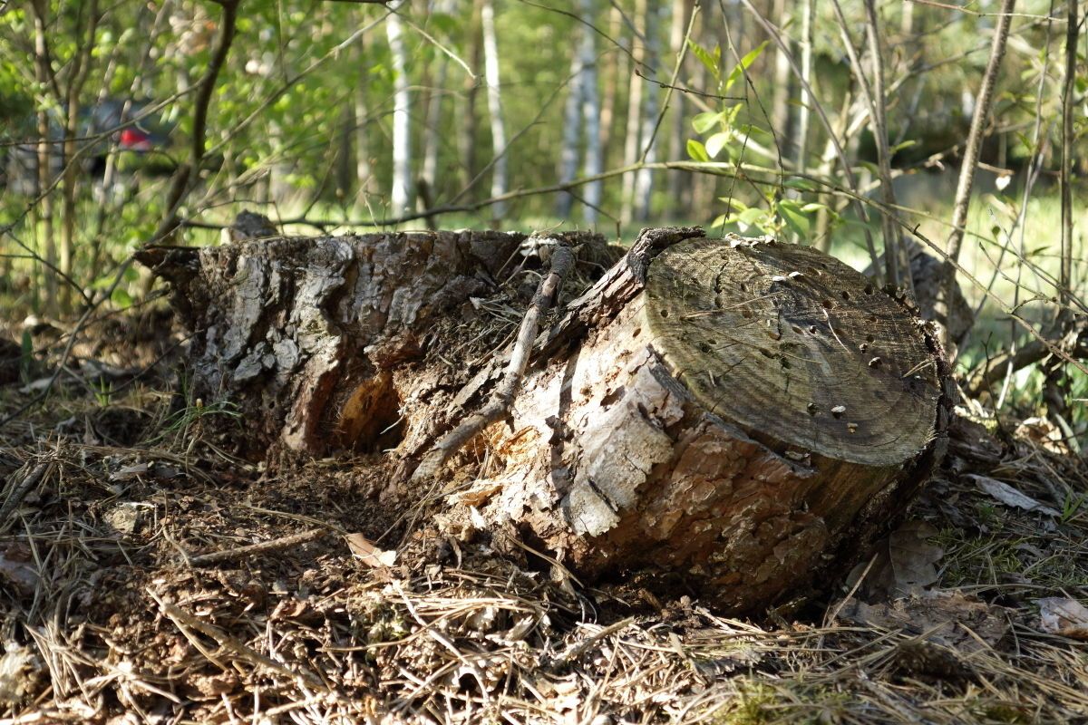 Działka budowlana Nekielka, ul. Kwiatowa. Zdjęcie 5