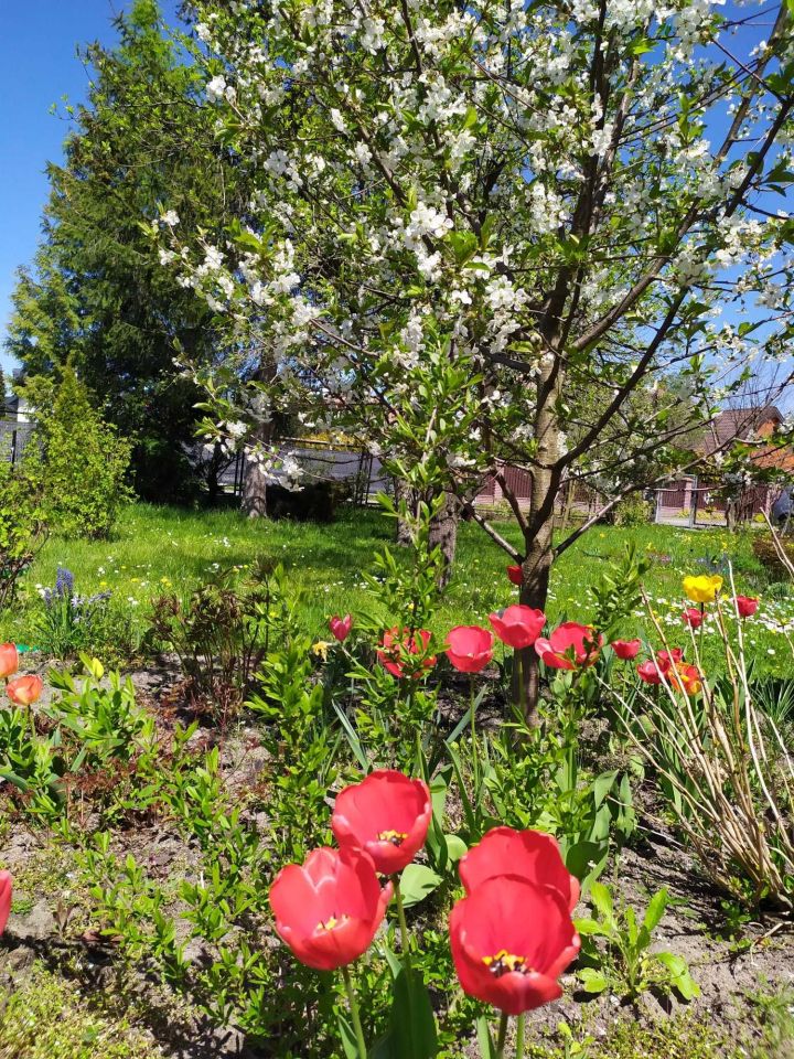 Działka rod Radom, ul. Idalińska. Zdjęcie 6