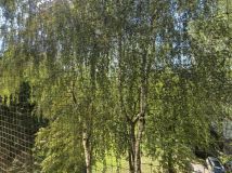 Mieszkanie 3-pokojowe Dąbrowa Górnicza, ul. Karola Adamieckiego. Zdjęcie 4