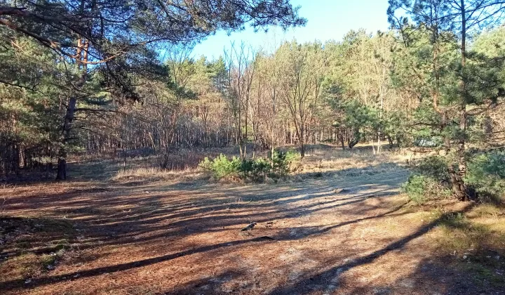 Działka budowlana Otwock Świder, ul. Grunwaldzka