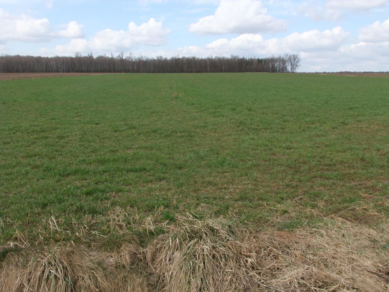 Działka rolno-budowlana Przeździecko-Drogoszewo. Zdjęcie 4