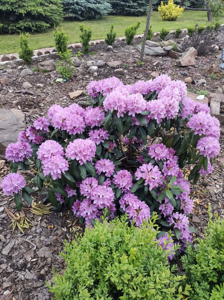 dom wolnostojący, 6 pokoi Mniów Raszówka, ul. Raszówka. Zdjęcie 19