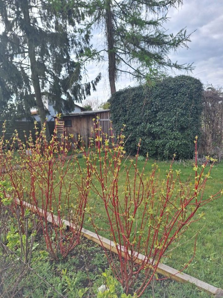 Działka rod Oleśnica, ul. Wileńska. Zdjęcie 7