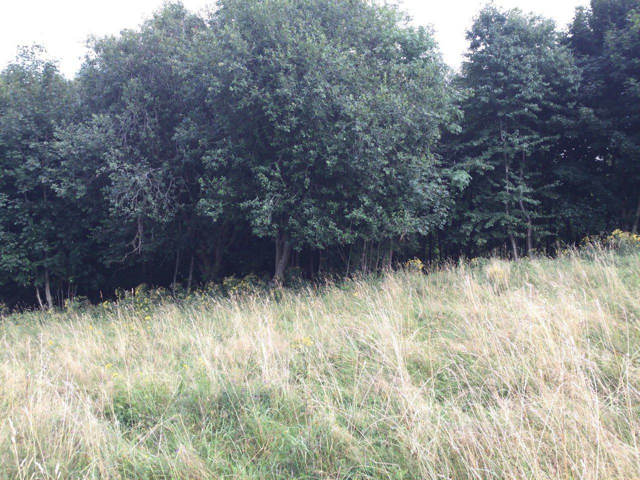 Działka budowlana Gniewoszów