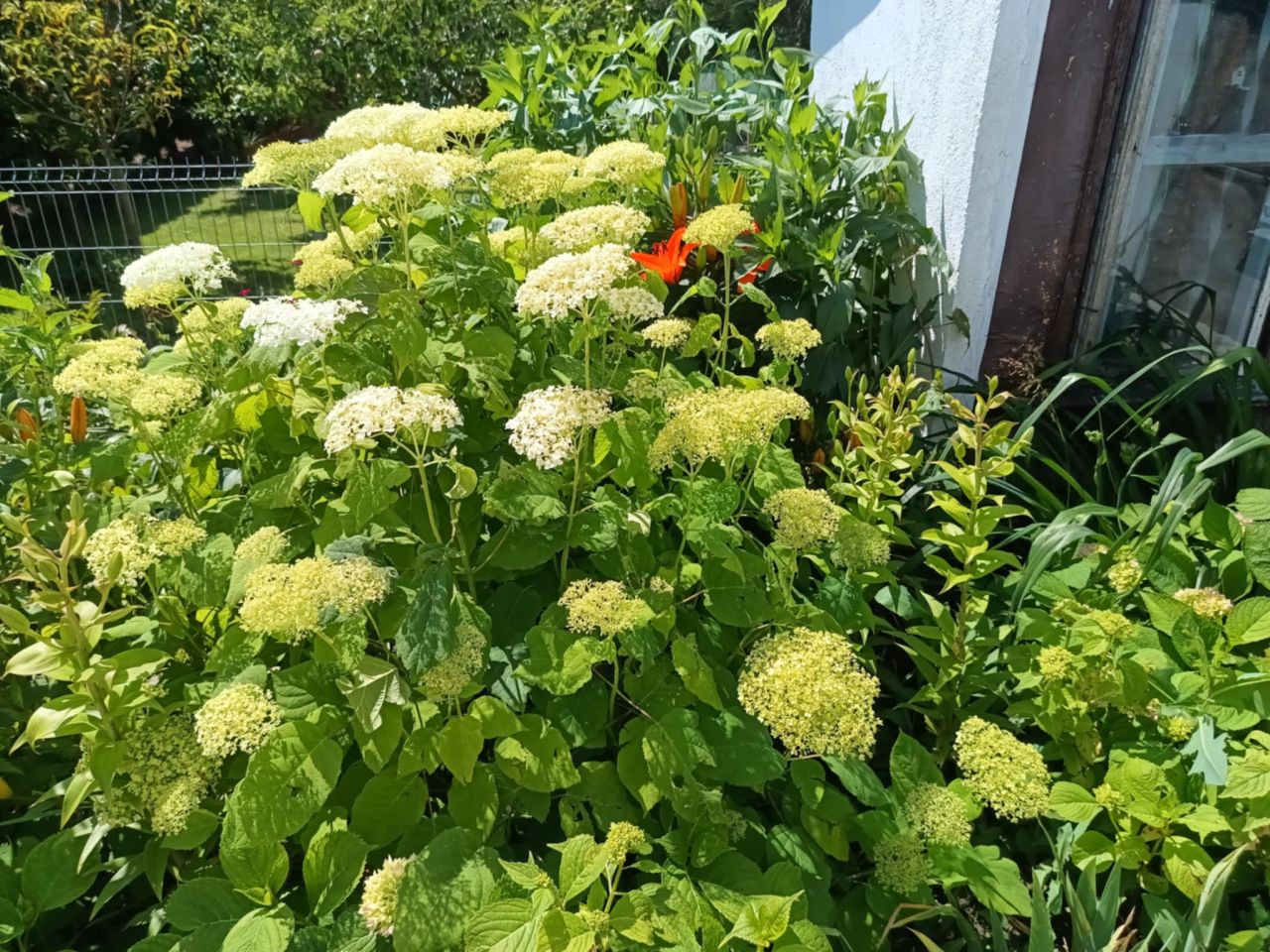 Działka rod Płock Winiary, ul. Traktowa