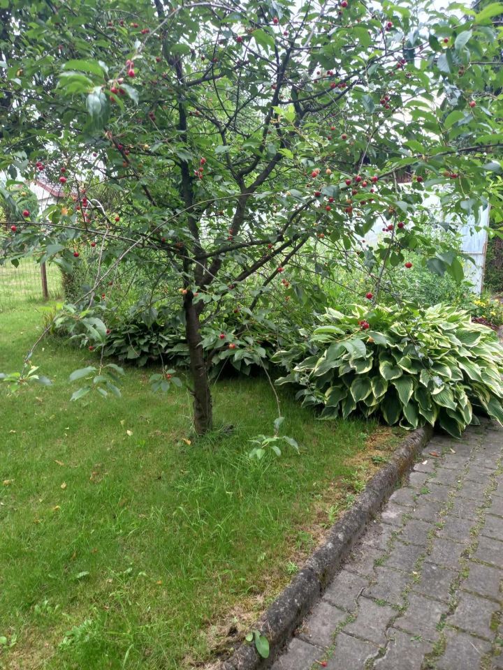 Działka rod Zgierz. Zdjęcie 7