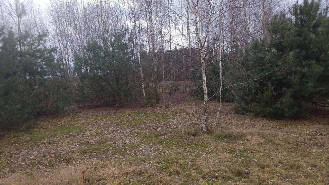 Działka rolno-budowlana Borówek. Zdjęcie 13