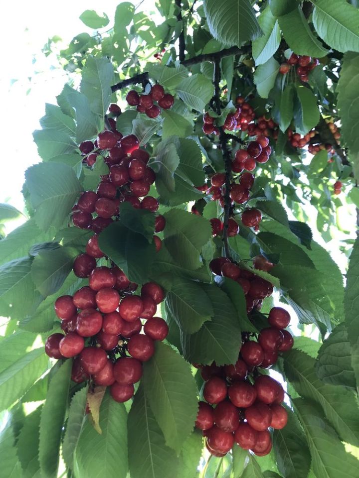 Działka rod Gdańsk Matarnia. Zdjęcie 7