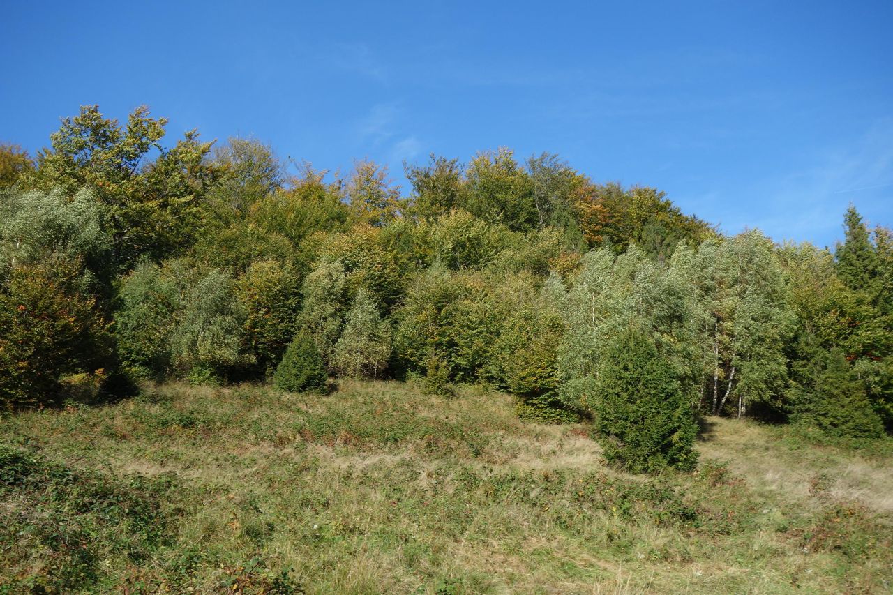 Działka inwestycyjna Brenna Leśnica, ul. Orłowa. Zdjęcie 5