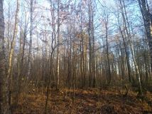 Działka leśna Załuże. Zdjęcie 3