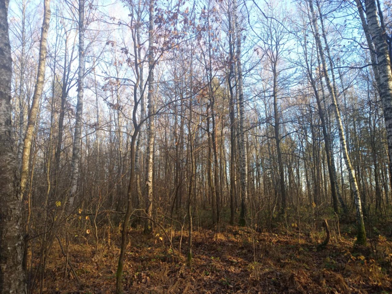 Działka leśna Załuże. Zdjęcie 4