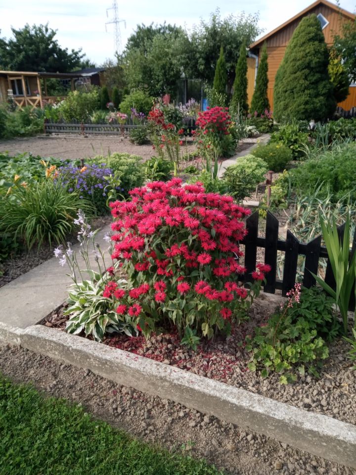 Działka rod Franciszków, ul. Szeroka. Zdjęcie 7