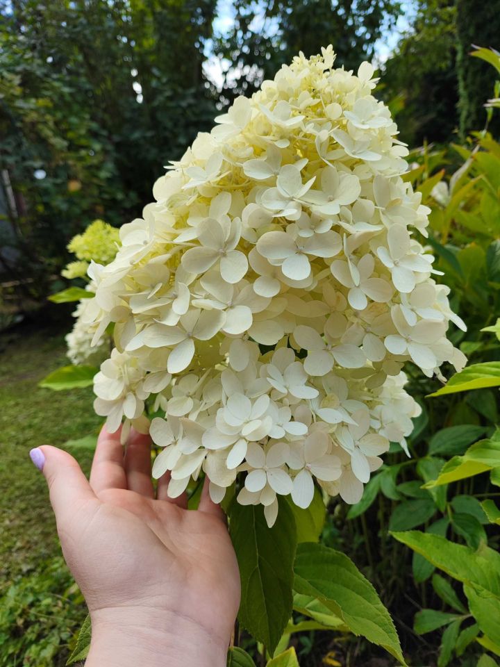 Działka rod Kraków Golikówka. Zdjęcie 3