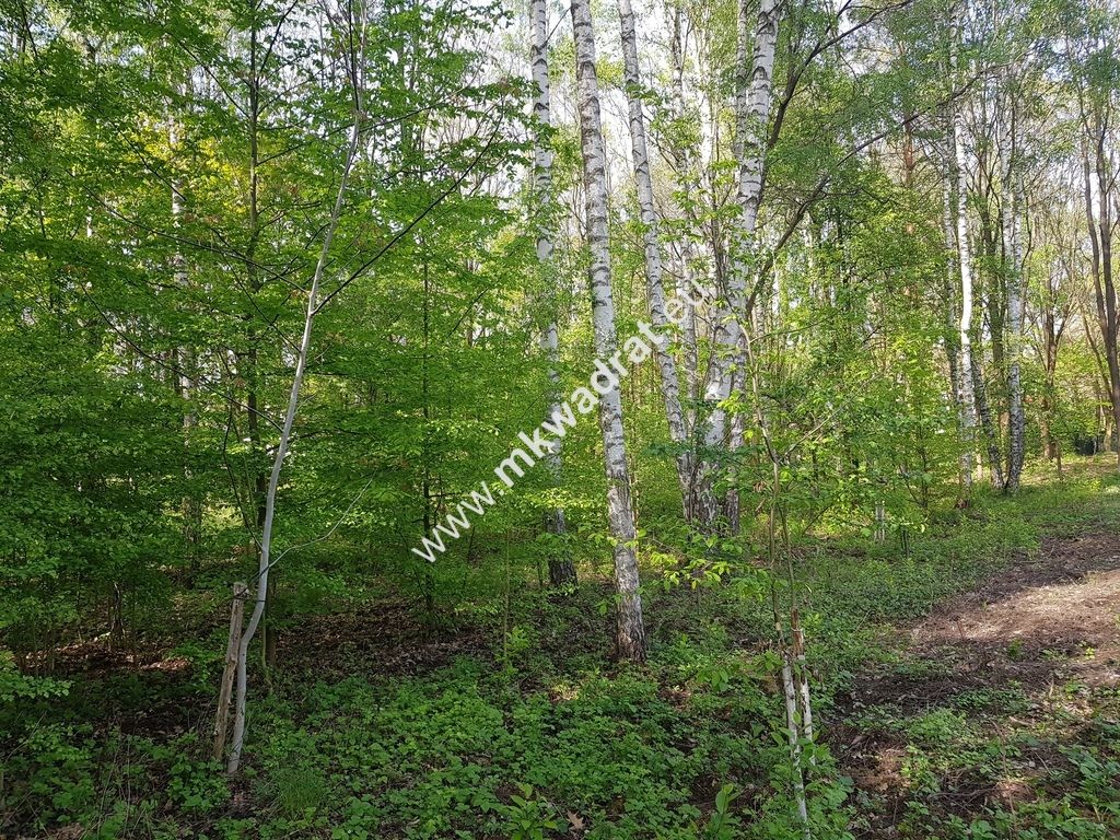 Działka budowlana Radonie. Zdjęcie 7