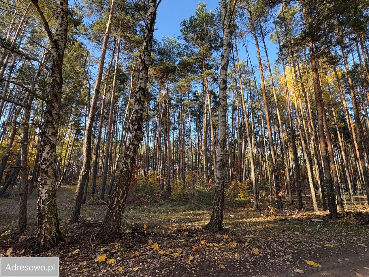 Działka leśna Marynin, ul. Gospodarcza. Zdjęcie 2