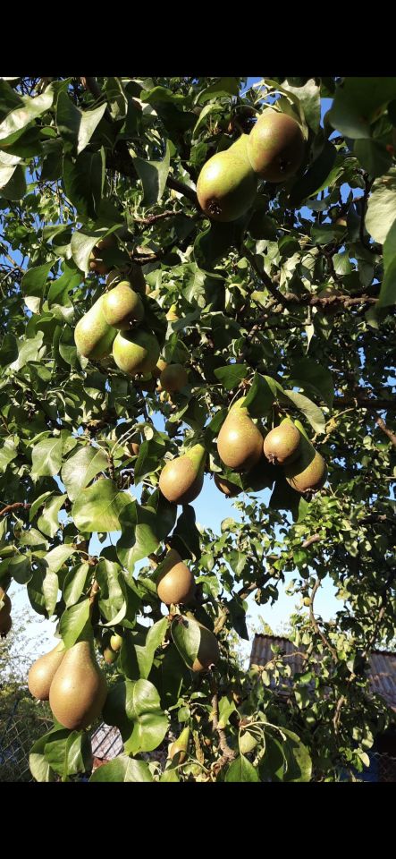Działka rod Olsztyn Pieczewo, ul. Wisławy Szymborskiej. Zdjęcie 14