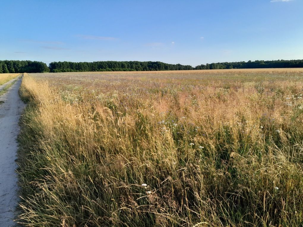 Działka rolno-budowlana Rzeczyca. Zdjęcie 3