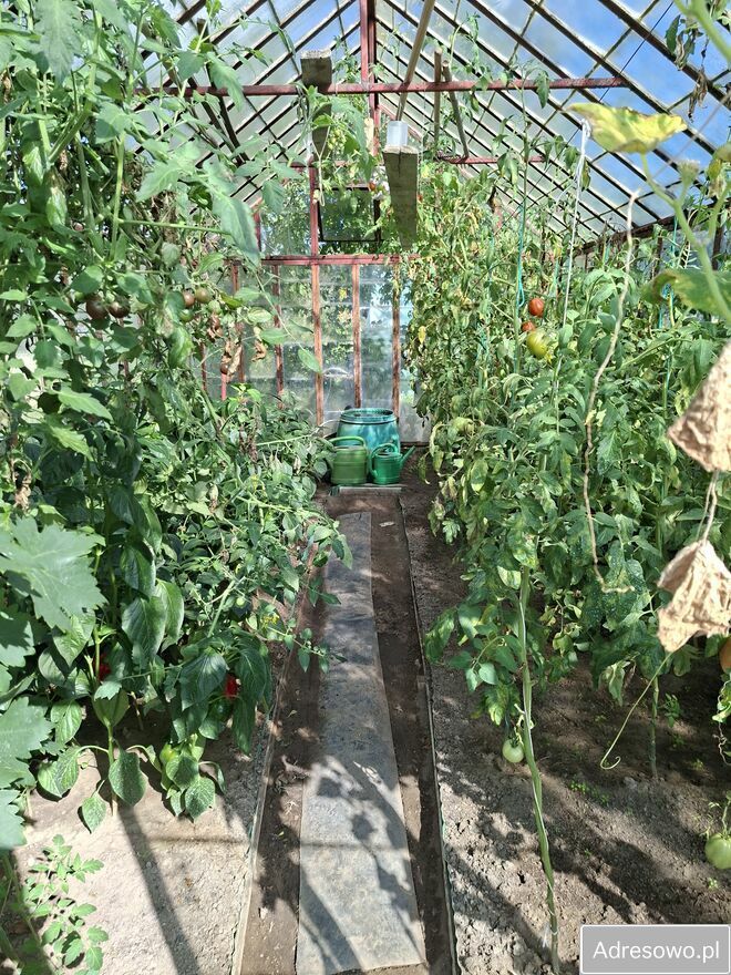 Działka rod Nowa Wieś Malborska. Zdjęcie 5