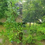 Działka rod Sosnowiec Zagórze, al. Ignacego Paderewskiego. Zdjęcie 1