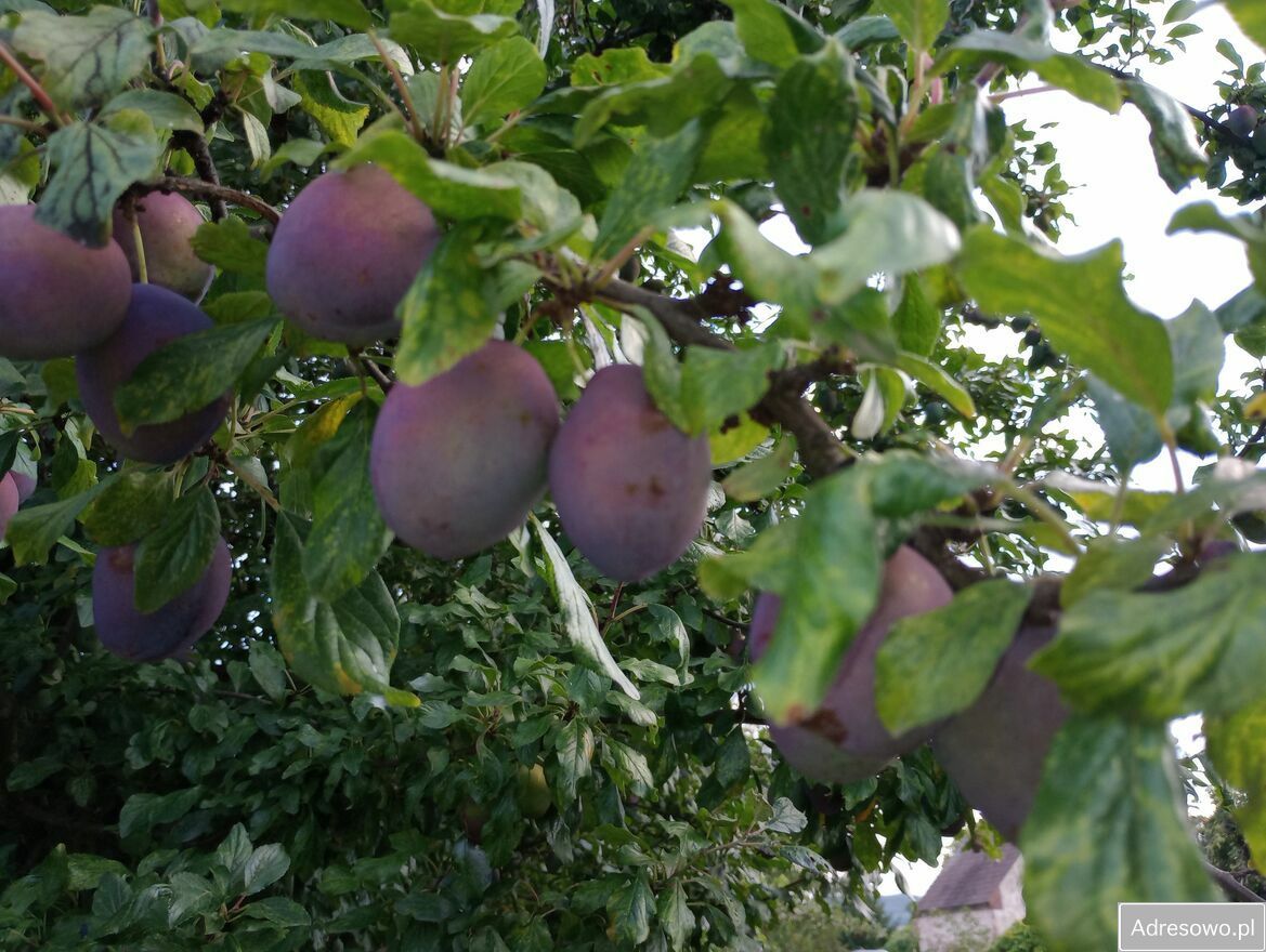 Działka budowlana Piława Górna, ul. Stefana Okrzei. Zdjęcie 11