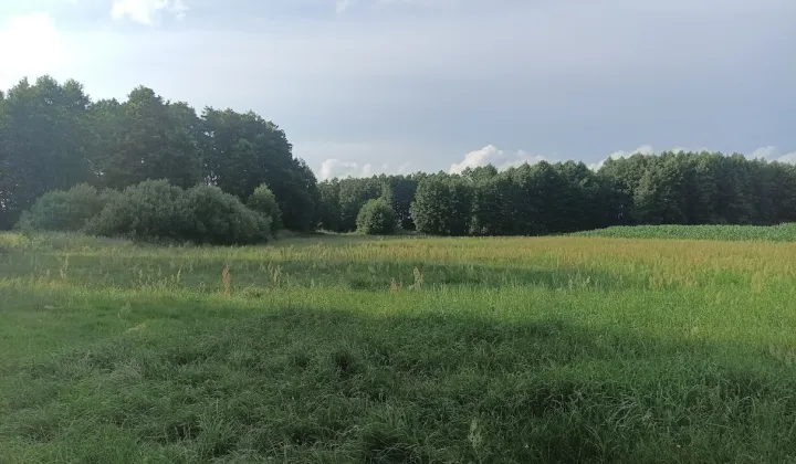 Działka rolna Krzeczanowo