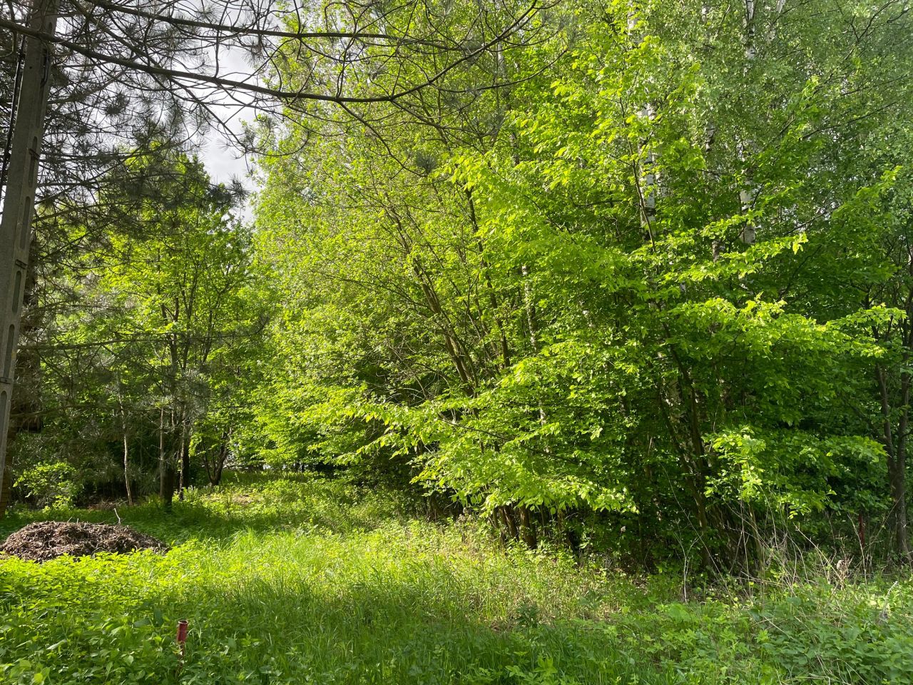 Działka rolno-budowlana Wojciechów-Kolonia Piąta. Zdjęcie 4